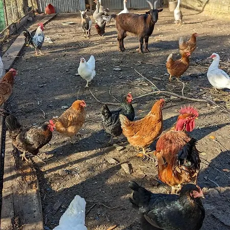 Gospodarstwo agroturystyczne A Canonica Garlenda