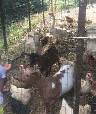 Gospodarstwo agroturystyczne A Canonica *