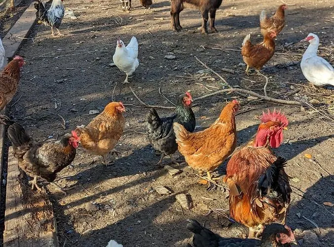 Séjour à la ferme A Canonica Garlenda