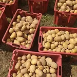 Gospodarstwo agroturystyczne A Canonica Garlenda